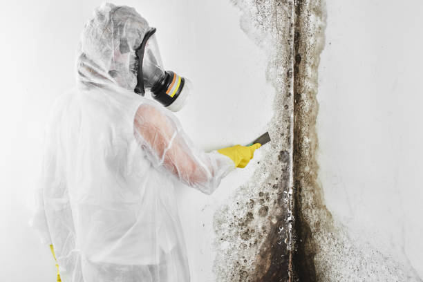 Certified Mold Removal in Poydras, LA