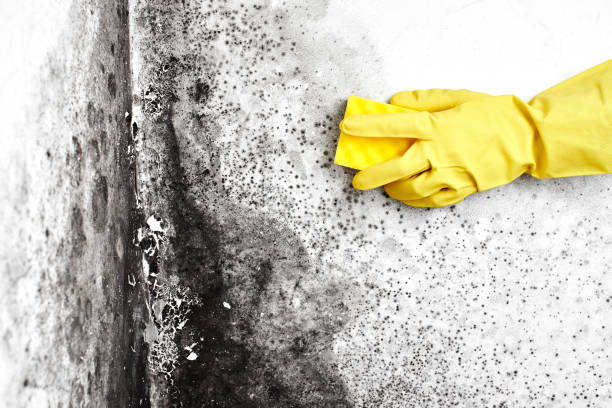 Best Best Mold Removal Companies  in Poydras, LA