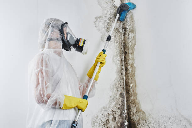 Best Local Mold Removal Service  in Poydras, LA