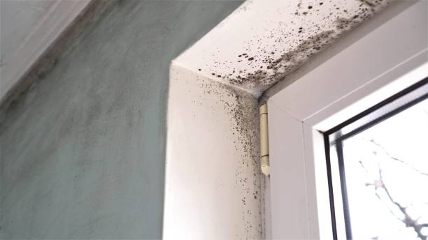 Best Affordable Mold Removal  in Poydras, LA
