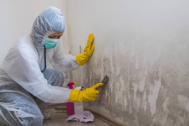 Best Local Mold Removal Service  in Poydras, LA