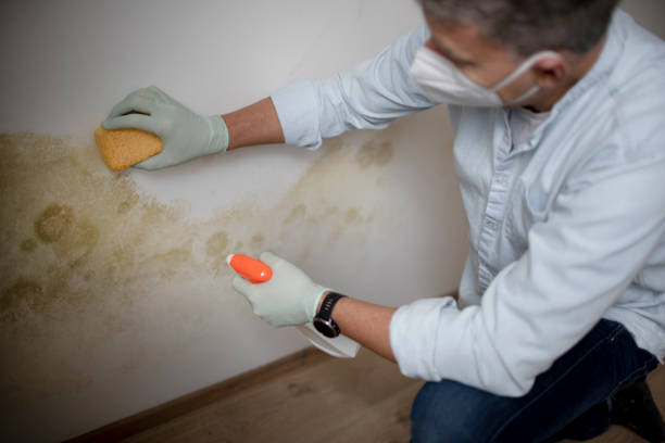 Best Mold Removal Specialists  in Poydras, LA