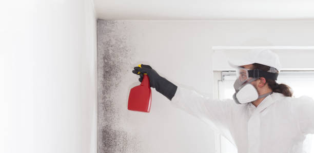 Best Commercial Mold Removal  in Poydras, LA