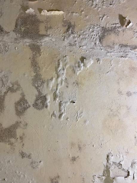 Poydras, LA Mold Removal Company