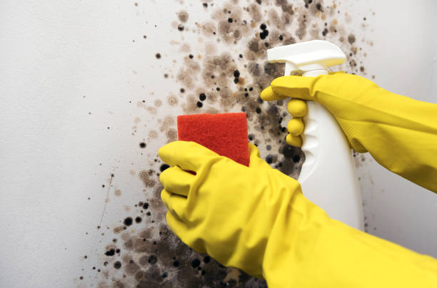Best Professional Mold Removal  in Poydras, LA