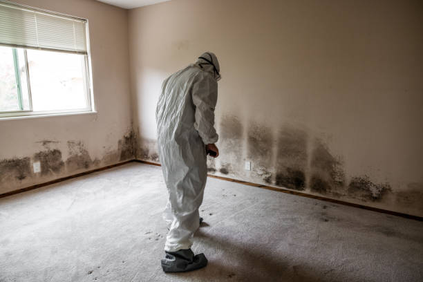 Best Professional Mold Removal  in Poydras, LA