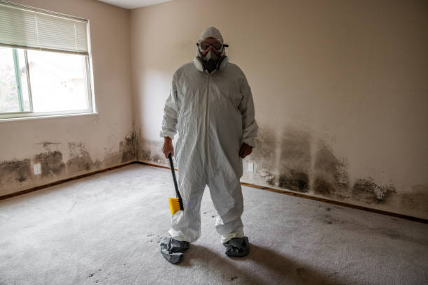 Best Mold Testing and Removal  in Poydras, LA