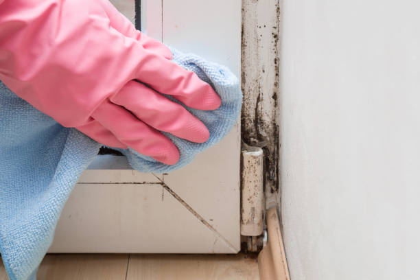 Best Fast Mold Removal  in Poydras, LA