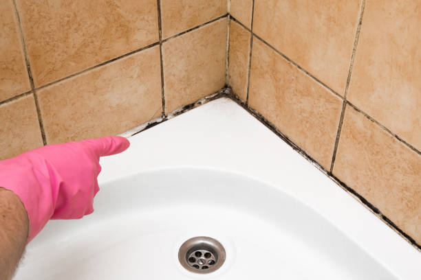Best Certified Mold Removal  in Poydras, LA